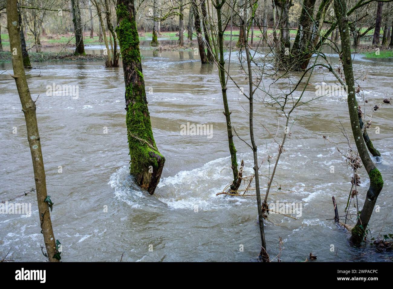 Apres les températures les plus elevees pour un mois de janvier et les chutes de pluies abondantes le Viroin est encore sorti de son lit  | Between Ni Stock Photo