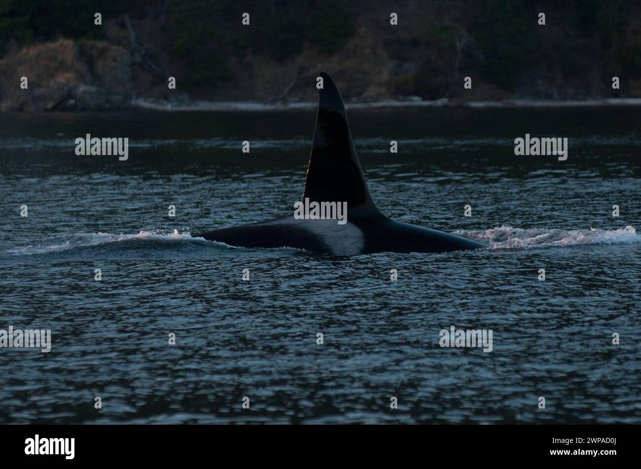 Orca Col Large Transient Orca or Bigg's Killer Whale, Salish Sea, British Columbia ...