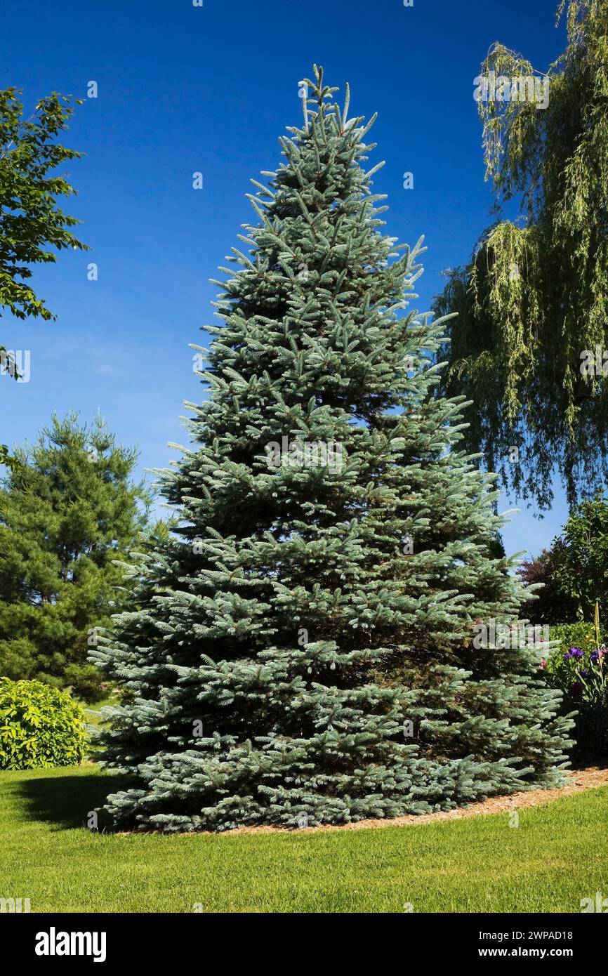 Picea pungens 'Glauca' - Colorado Blue Spruce tree and manicured green grass lawn in backyard garden in late spring. Stock Photo