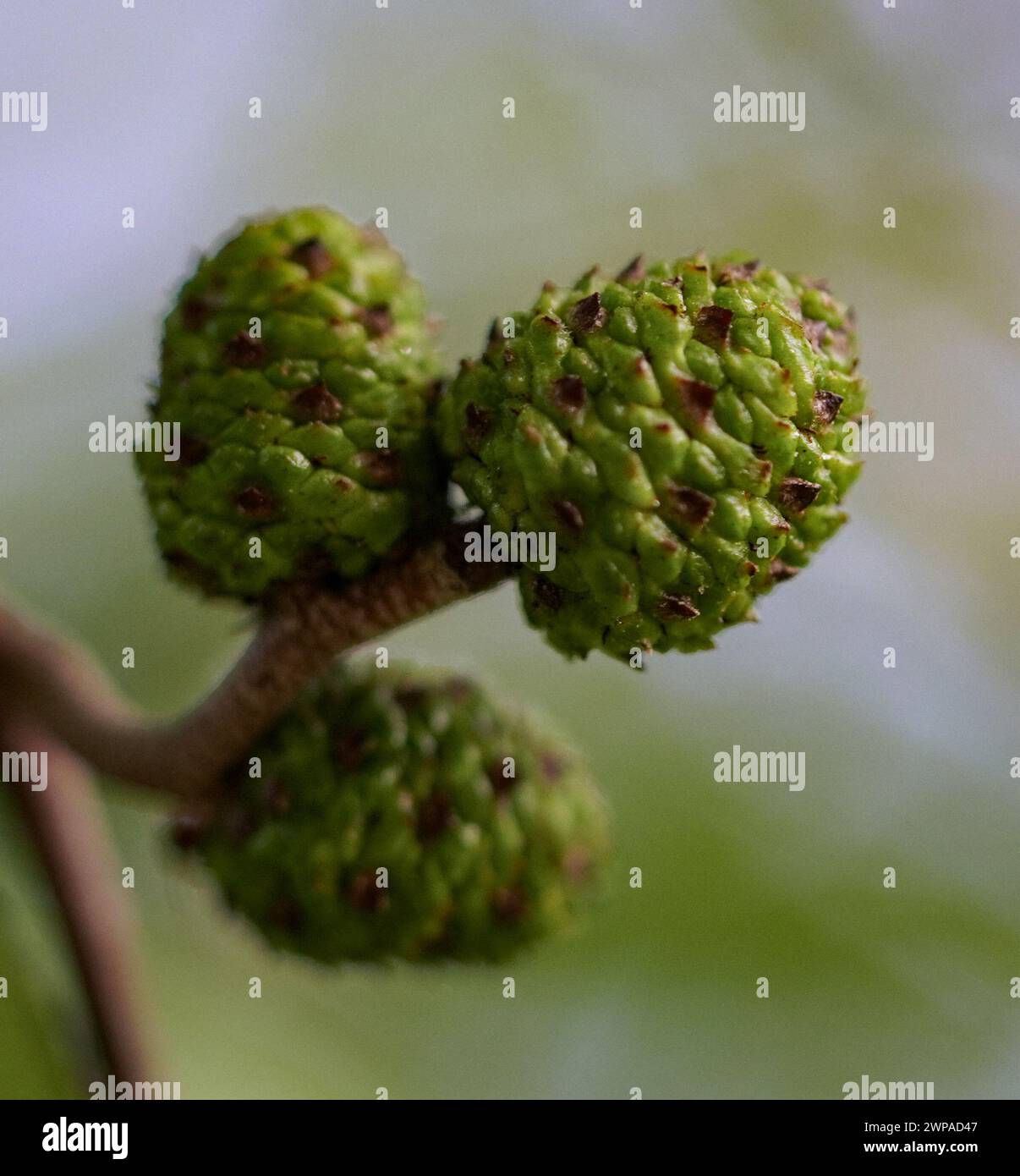 Green tree buds with small orange spots Stock Photo