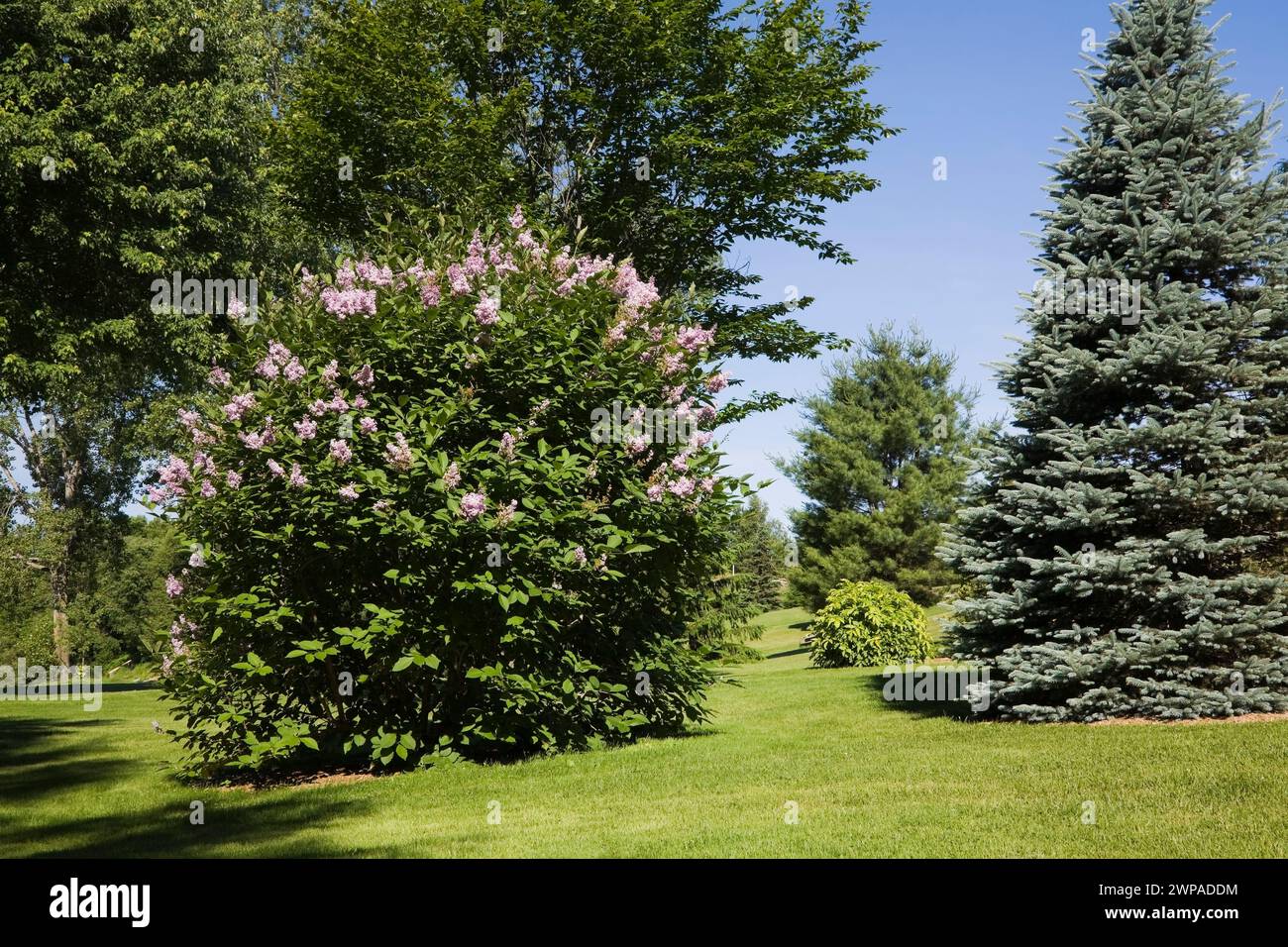 Syringa vulgaris - Lilac and Picea pungens 'Glauca' - Colorado Blue Spruce trees and manicured green grass lawn in backyard garden in late spring. Stock Photo