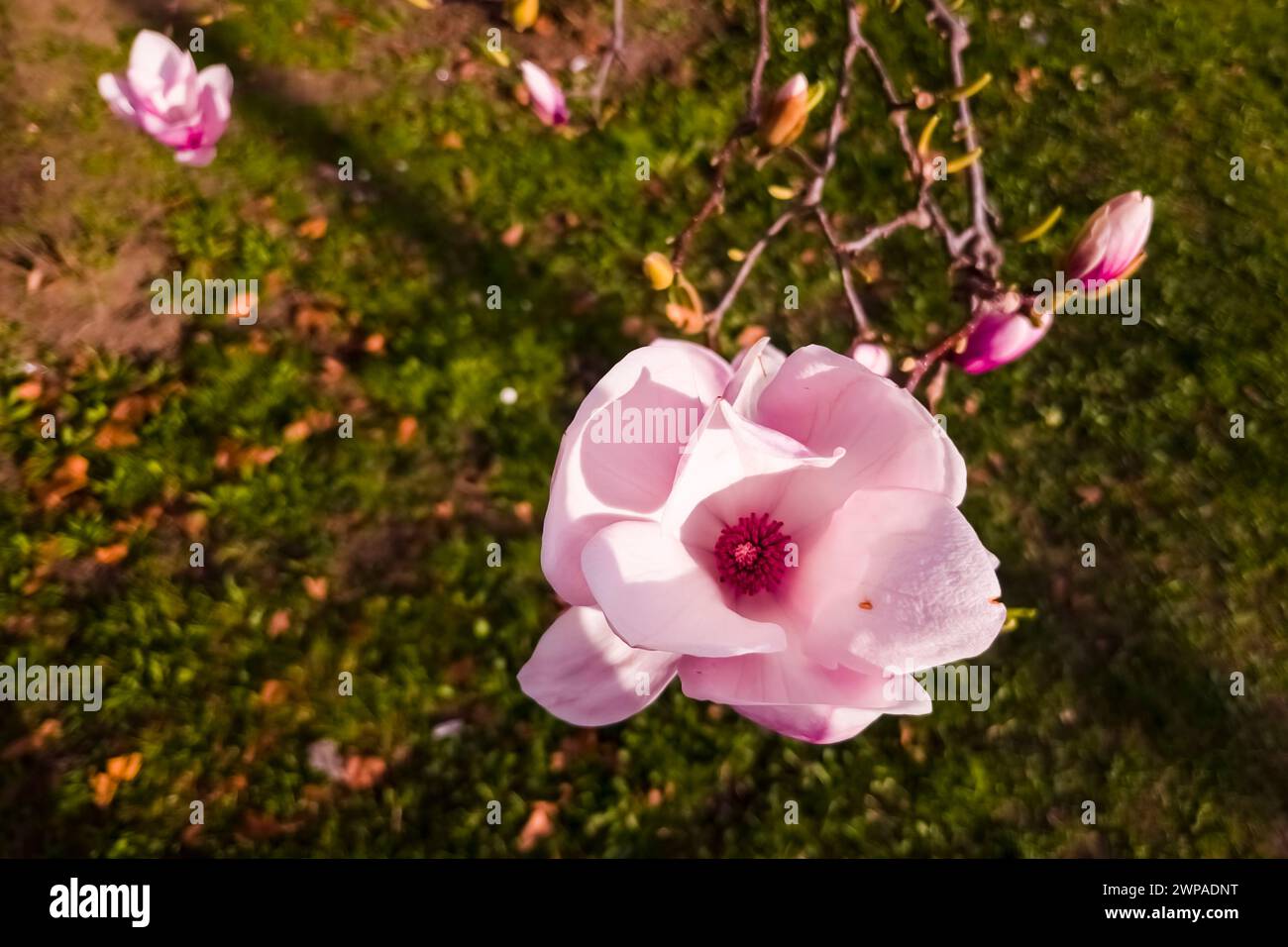 Mulan magnolia, its sicentific name is Magnolia liliflora near the City Hall of Szeged Stock Photo