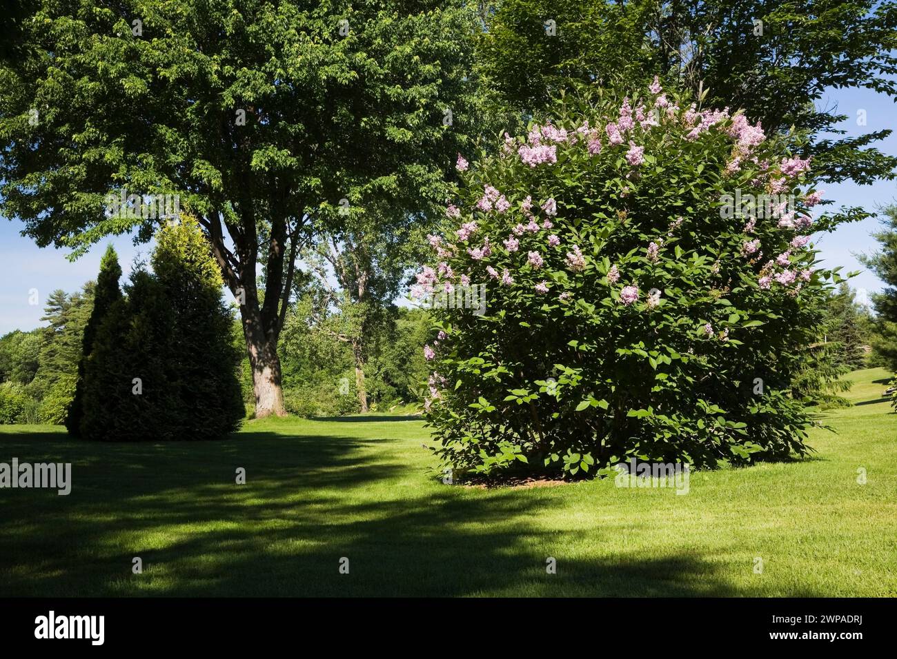 Syringa vulgaris - Lilac and silhouetted Thuja occidentalis - Cedar trees in backyard garden in late spring. Stock Photo