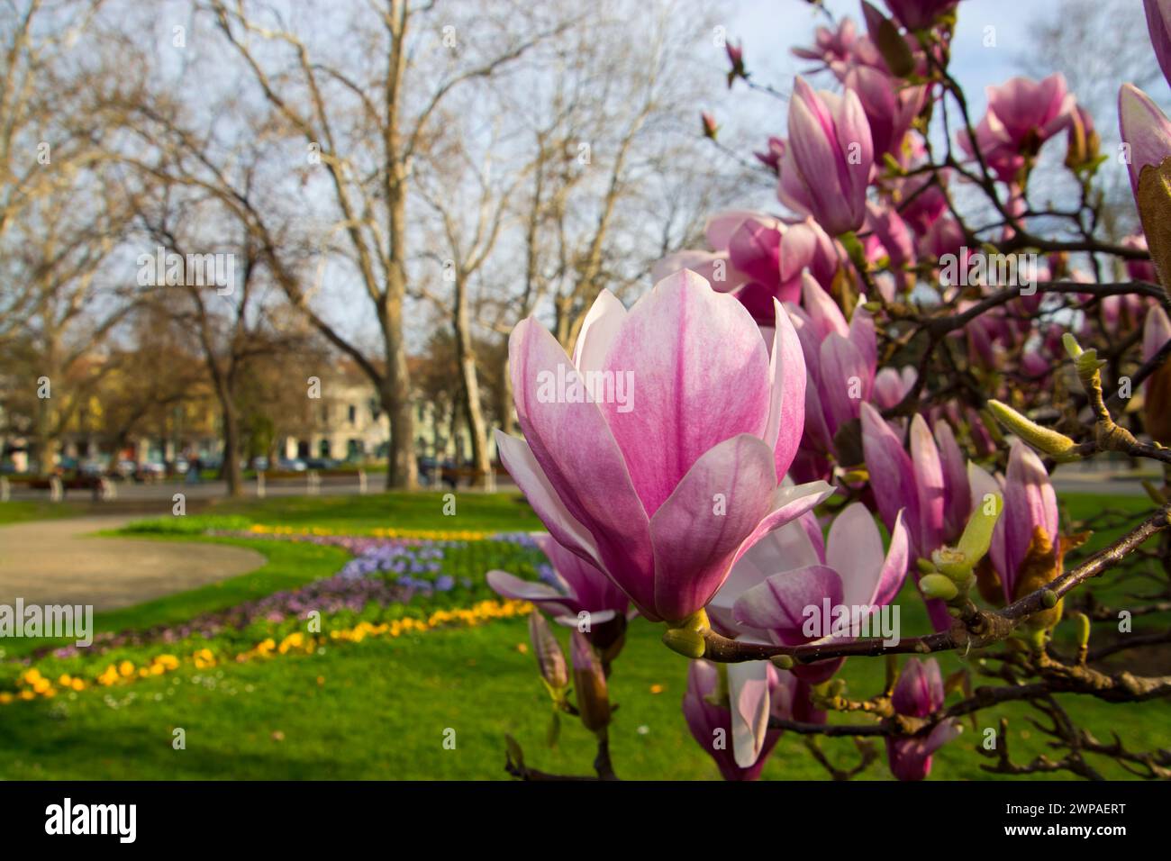 Mulan magnolia, its sicentific name is Magnolia liliflora near the City Hall of Szeged Stock Photo