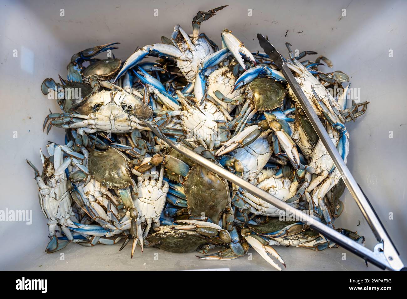 Top-down view many callinectes sapidus blue crabs - These crabs, native to the american atlantic coasts, are invading the world, causing countless iss Stock Photo