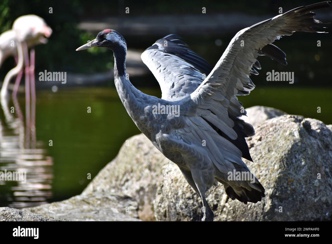 Photo prise d'un magnifique oiseau au Parc de la tête d'Or a Lyon Stock Photo