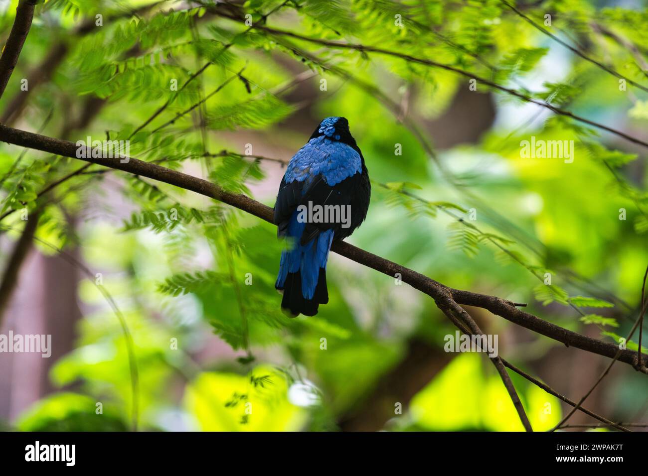 Blue bird sitting on a branch Stock Photo - Alamy