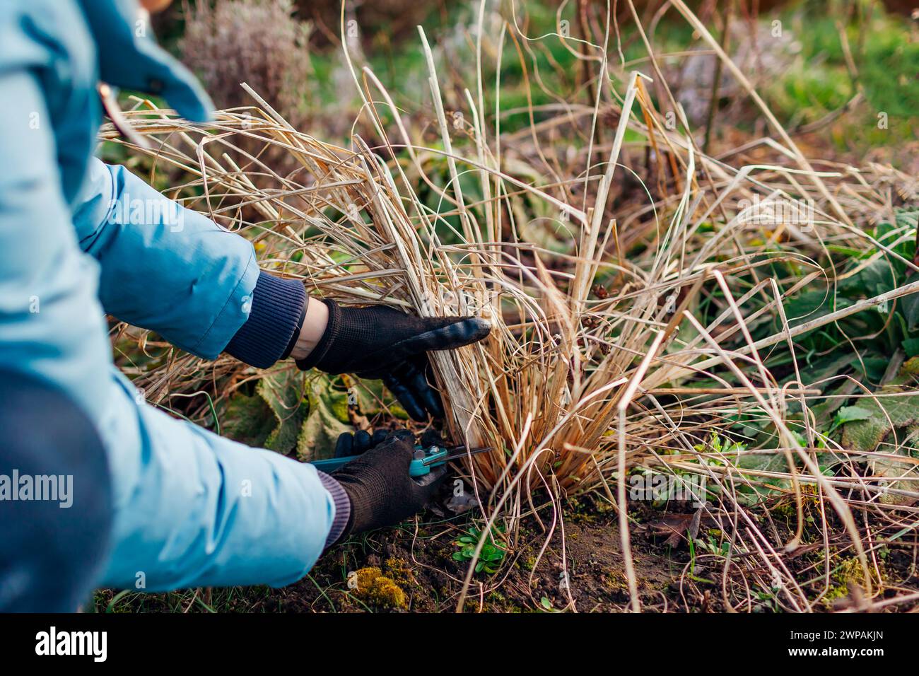 Ornamental grasses cutting back hi-res stock photography and images - Alamy