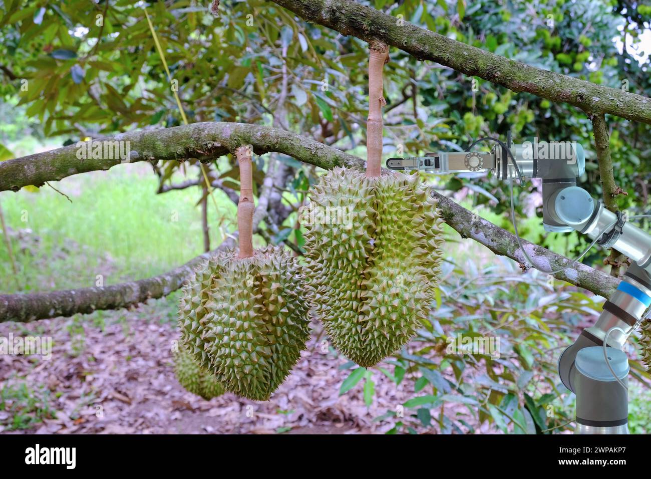 Industrial robotic that installed on Durian garden for assist gardener to work and harvest product, smart farming 4.0 concept Stock Photo