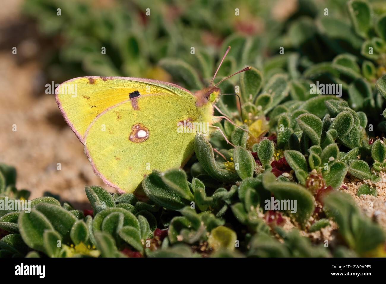 Clouded Yellow (Colias croceus) butterfly on green leaves of Common Ice Plant Stock Photo