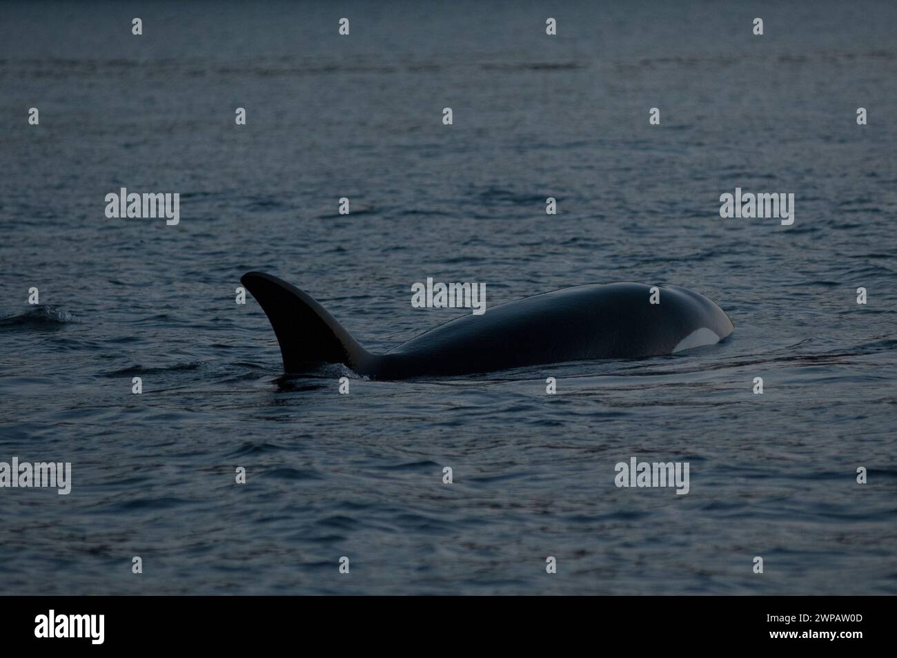 Orca Col Large Orca orcinus orca tail slapping hi-res stock photography and images - Alamy