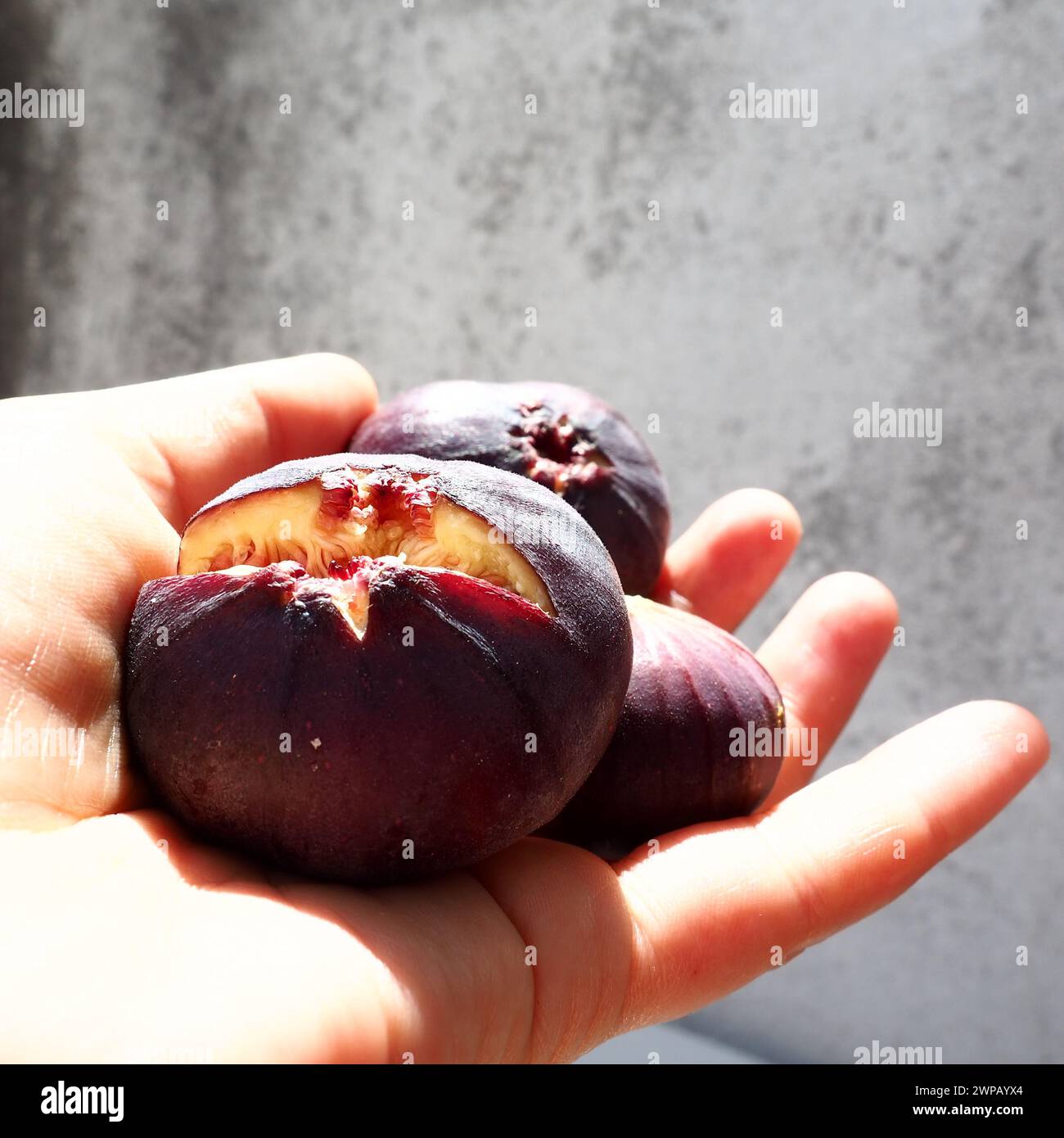 Fig or fig tree, or common fig tree, or Ficus carica is a subtropical ...