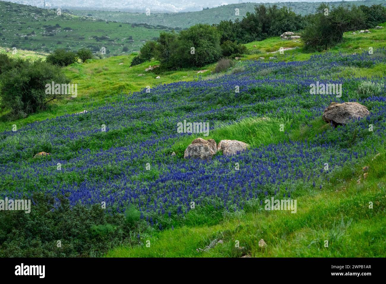 Carpets of blue Lupinus pilosus in Israel . Lupinus pilosus, commonly known as blue lupine in the in Judean Foothills Stock Photo