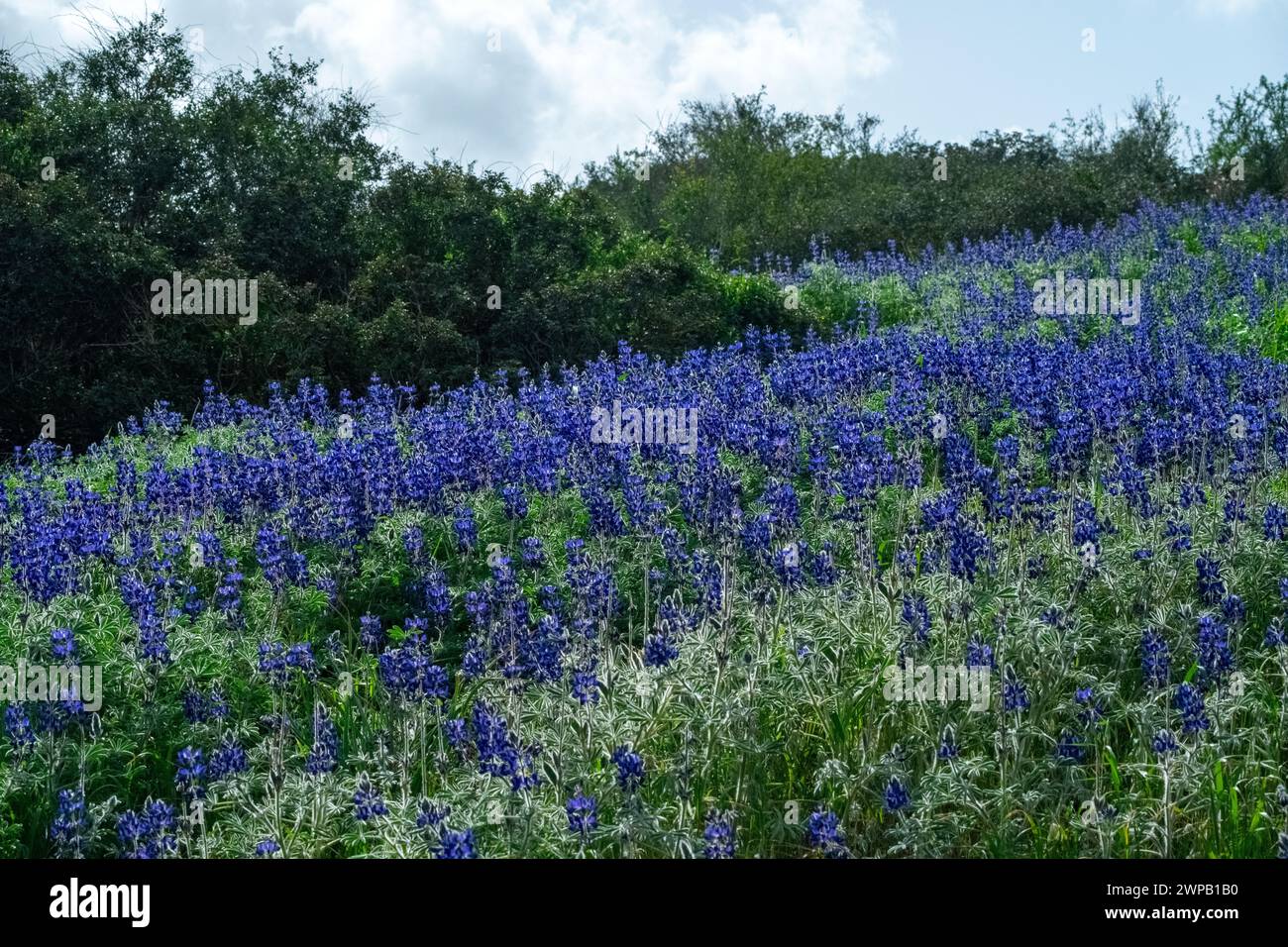 Carpets of blue Lupinus pilosus in Israel . Lupinus pilosus, commonly known as blue lupine in the in Judean Foothills Stock Photo