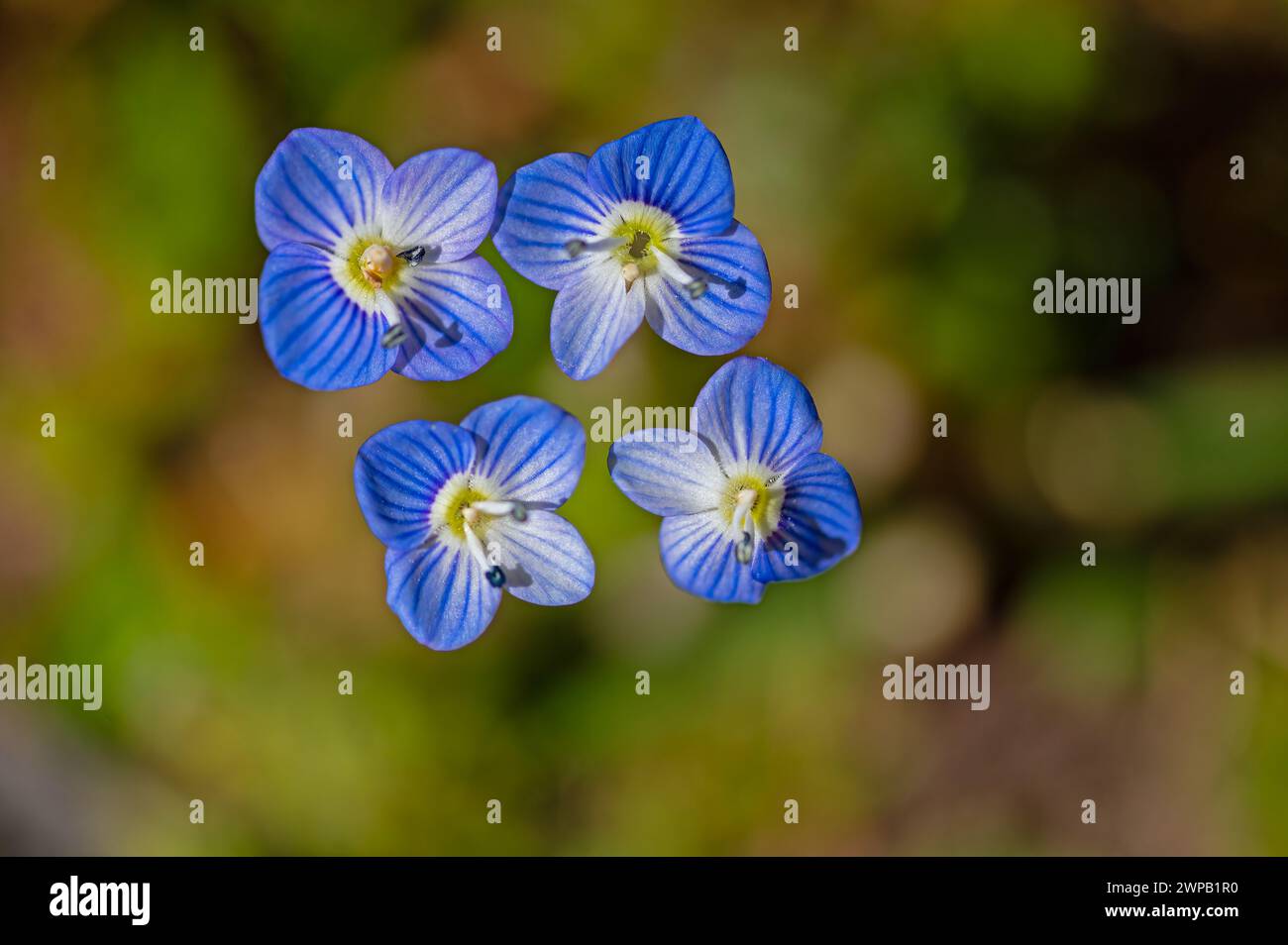 Tiny blue flowers veronica polita Stock Photo