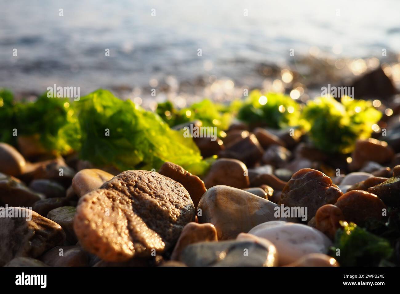 Stones on the beach. Algae are thrown onto the pebbles by a wave. Ulva, a genus of marine green algae of the Ulvaceae family. Sea lettuce. Montenegro Stock Photo