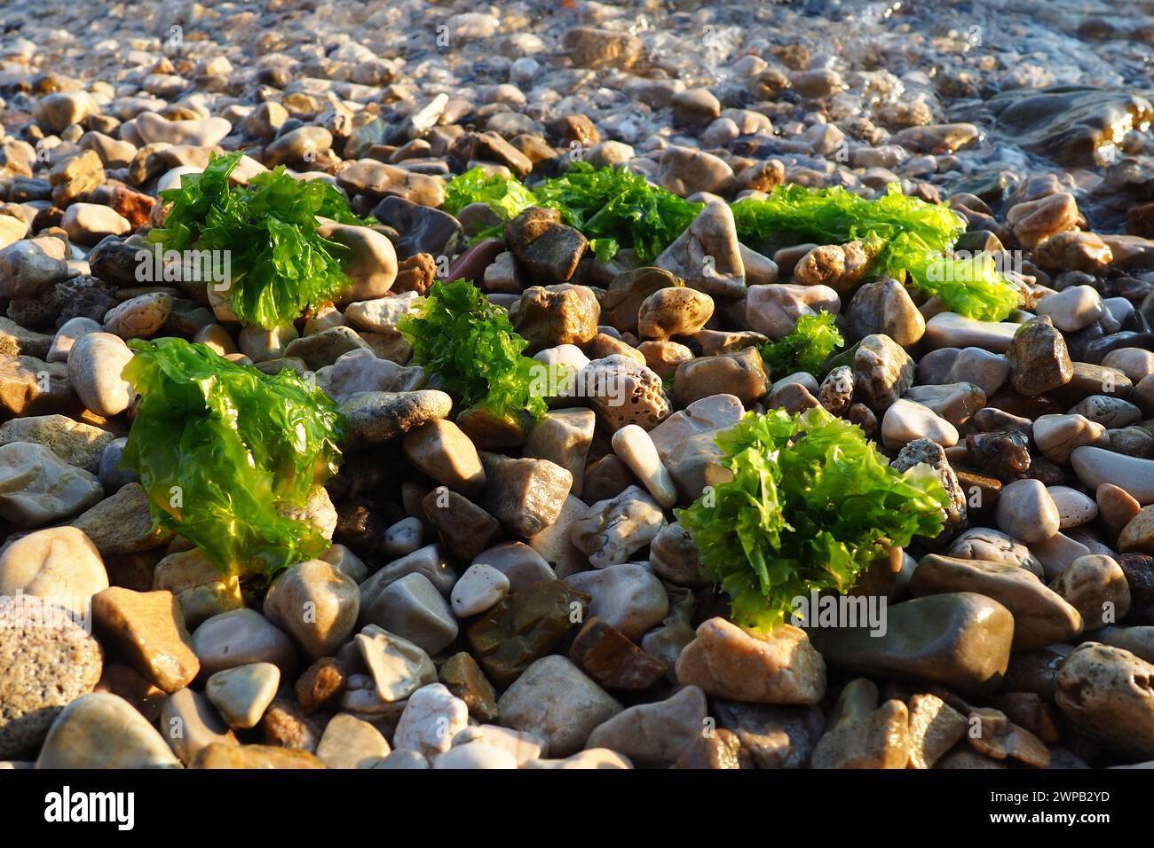 Ulva, a genus of marine green algae of the Ulvaceae family. Many species are edible sea lettuce. Algae are thrown onto the pebbles by a wave Stock Photo