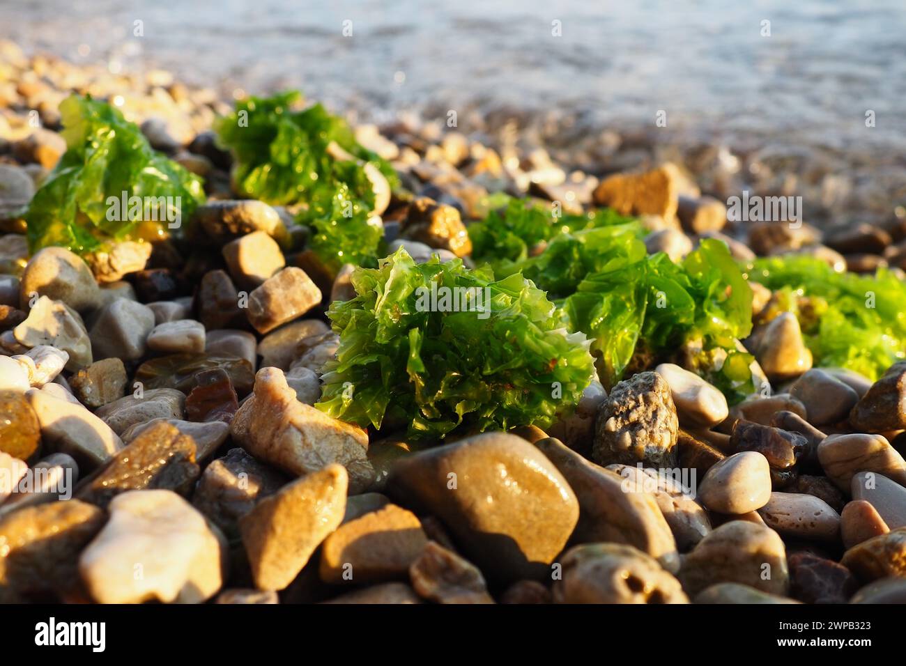 Ulva, a genus of marine green algae of the Ulvaceae family. Many species are edible sea lettuce. Algae are thrown onto the pebbles by a wave Stock Photo