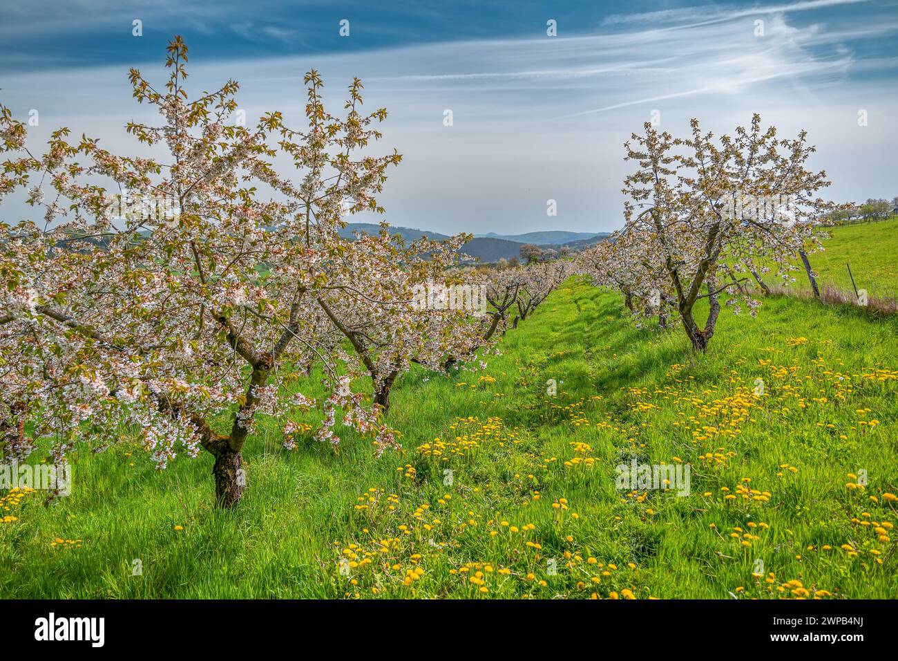 blossoming cherry orchard on a dandelion meadow with blue sky with streaky clouds Stock Photo