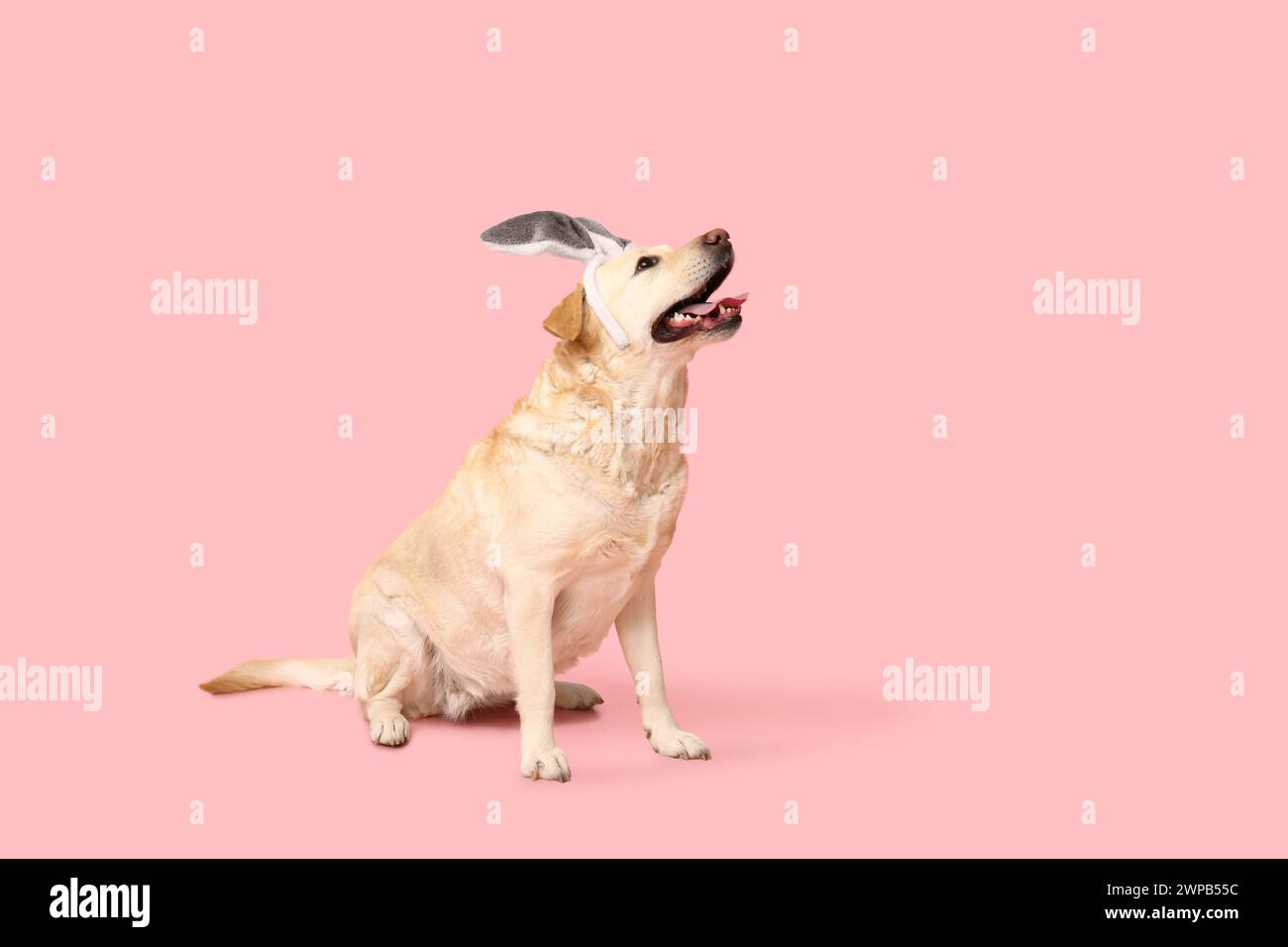 Funny Labrador dog with Easter bunny ears on pink background Stock ...