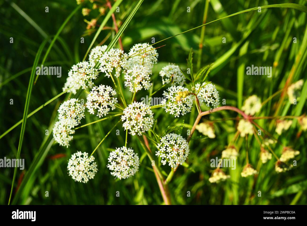 Umbrella cicuta virosa family hires stock photography and images Alamy