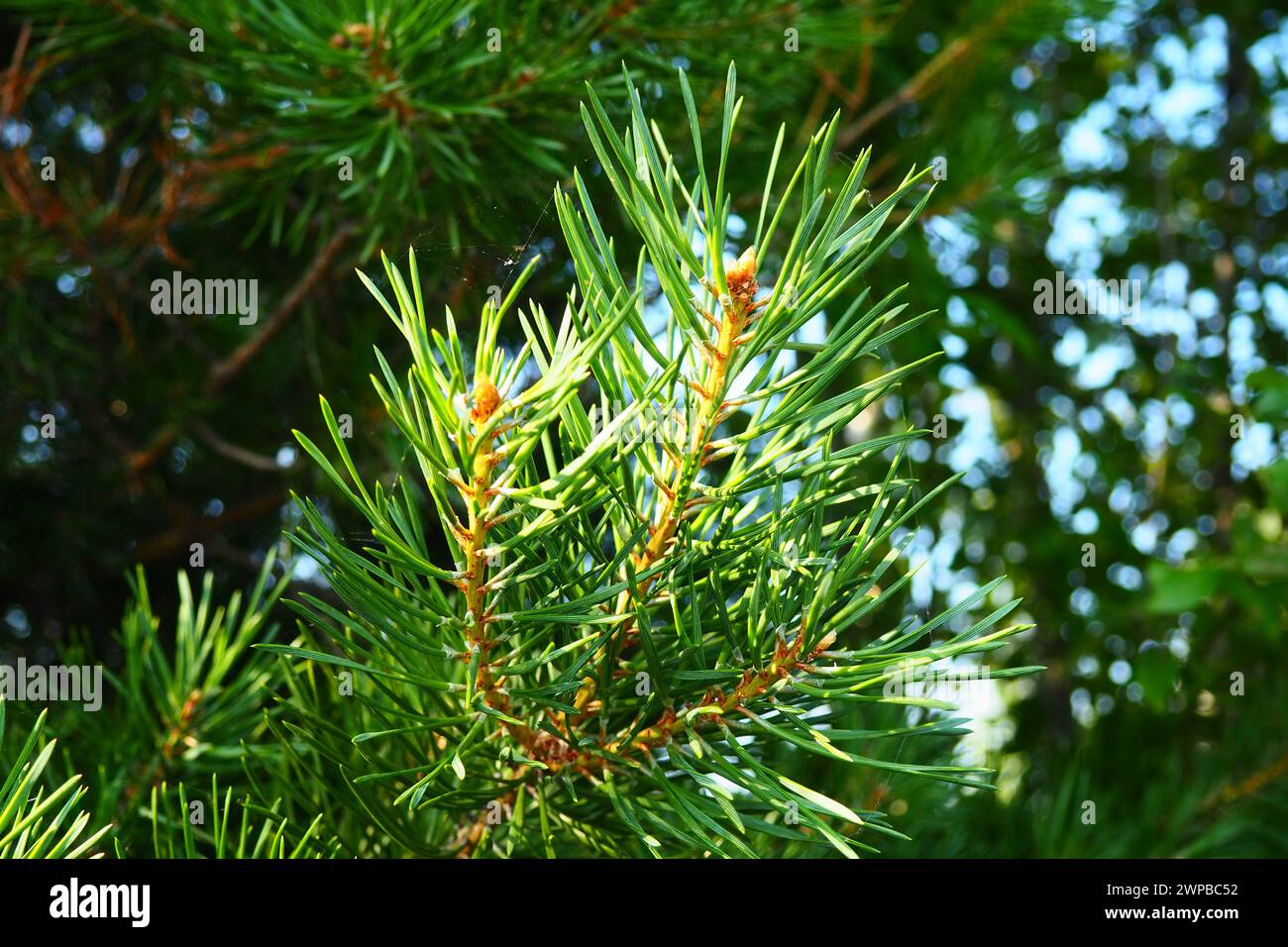 Pine branches at the golden hour in the evening. Pinus pine, a genus of conifers and shrubs in the pine family Pinaceae. Wildlife taiga of Karelia in Stock Photo