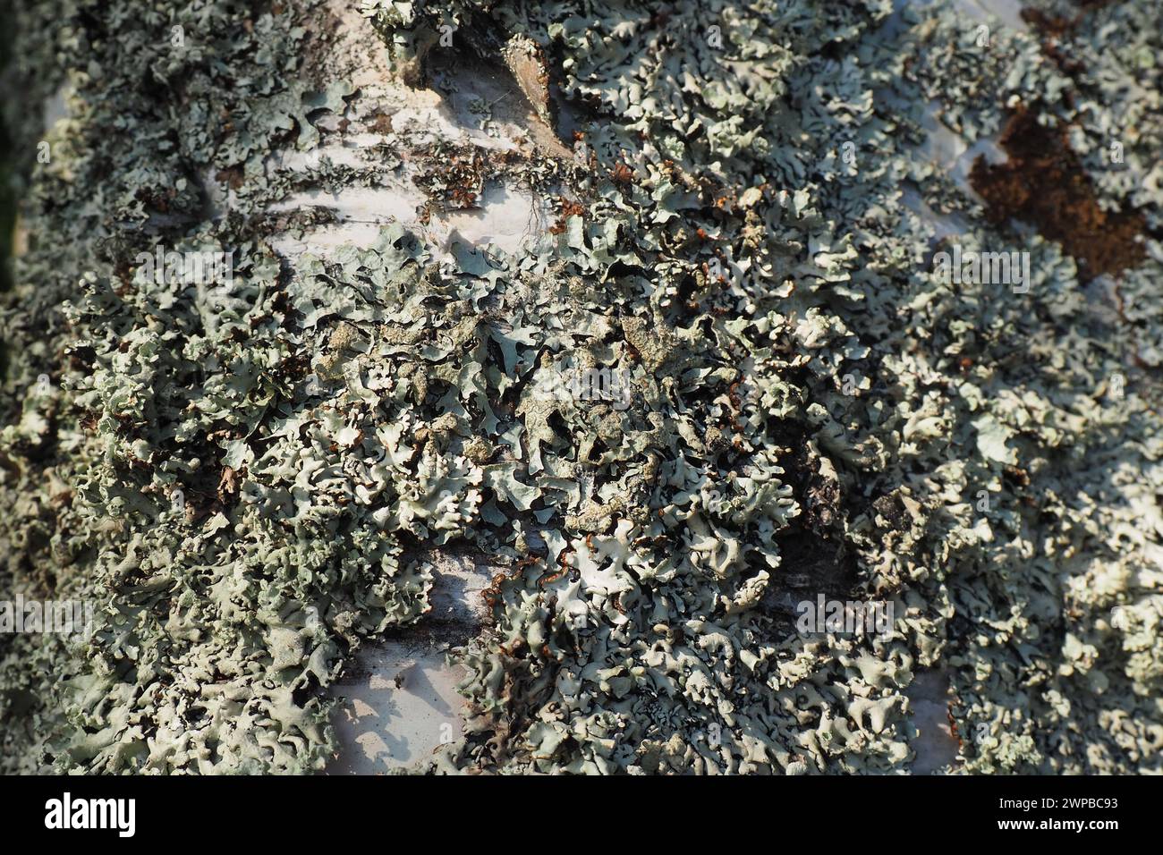Parmelia sulcata is a foliose lichen in the family Parmeliaceae tolerant of pollution, has cosmopolitan distribution, the most common lichens. It Stock Photo