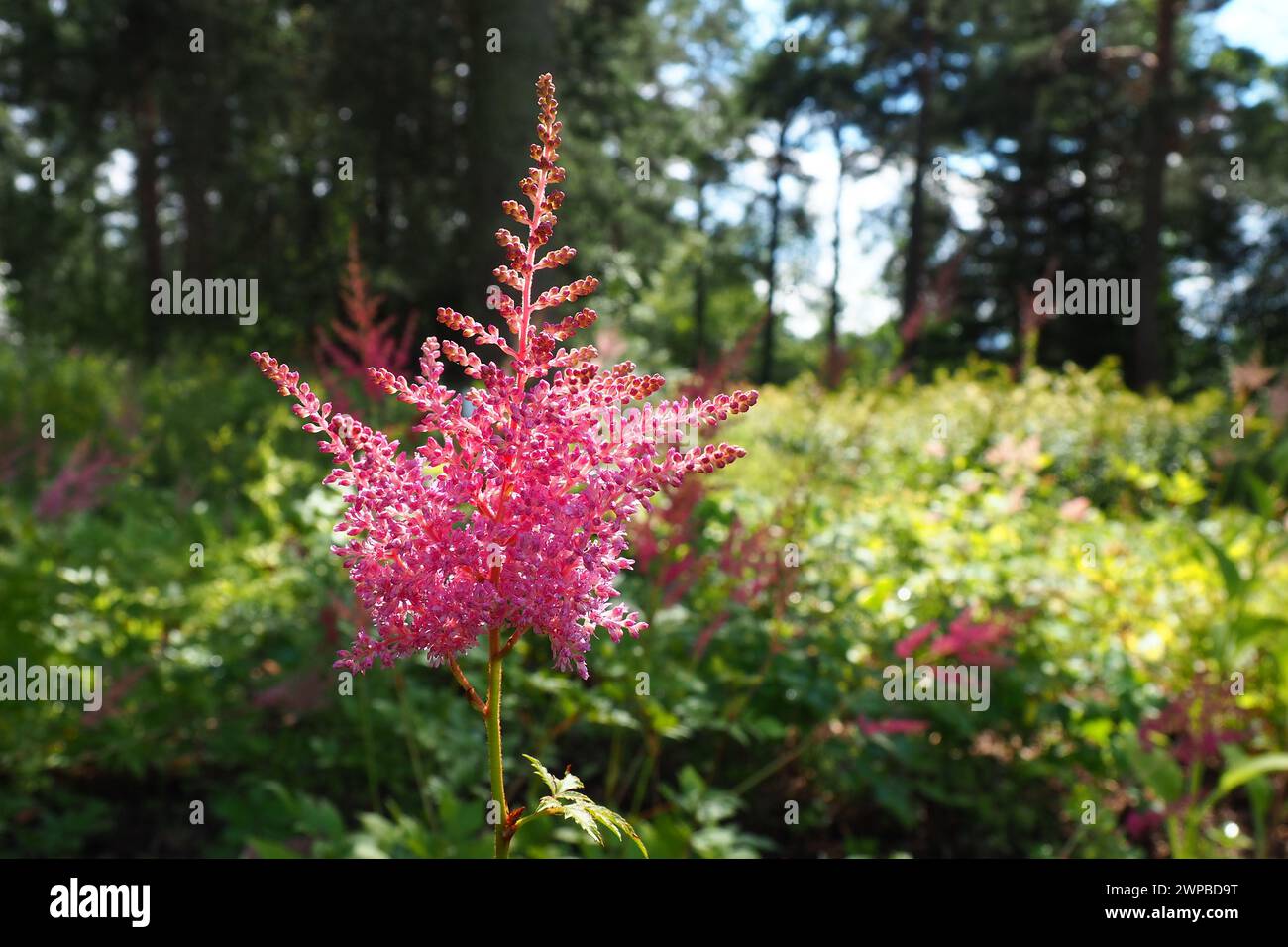 Astilbe, perennial plant of the Saxifrage family Saxifragaceae. False spirea or false goatbeard. The flowers are small pink, lilac or purple Stock Photo