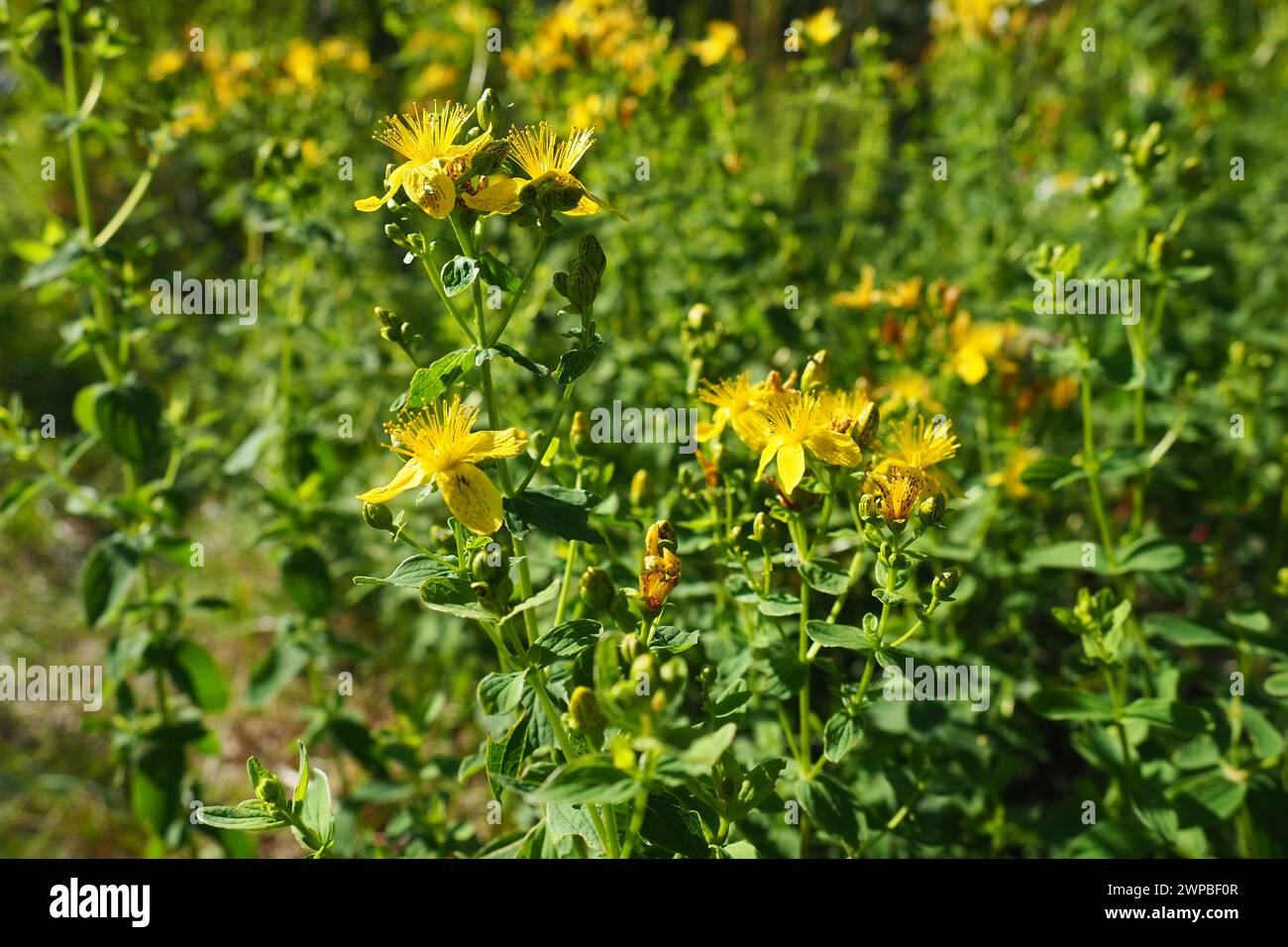 Hypericum perforatum, known as St. John's wort, is a flowering plant in the family Hypericaceae and the type species of the genus Hypericum. Tutsan Stock Photo
