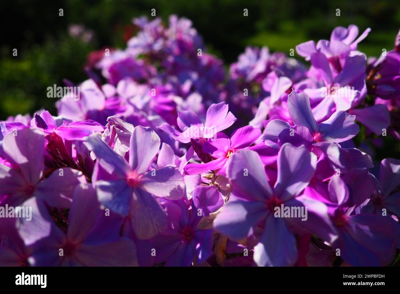 Phlox paniculata, garden phlox, perennial phlox. Phlox is a genus of 68 species of perennial and annual plants in the family Polemoniaceae. Pink Stock Photo