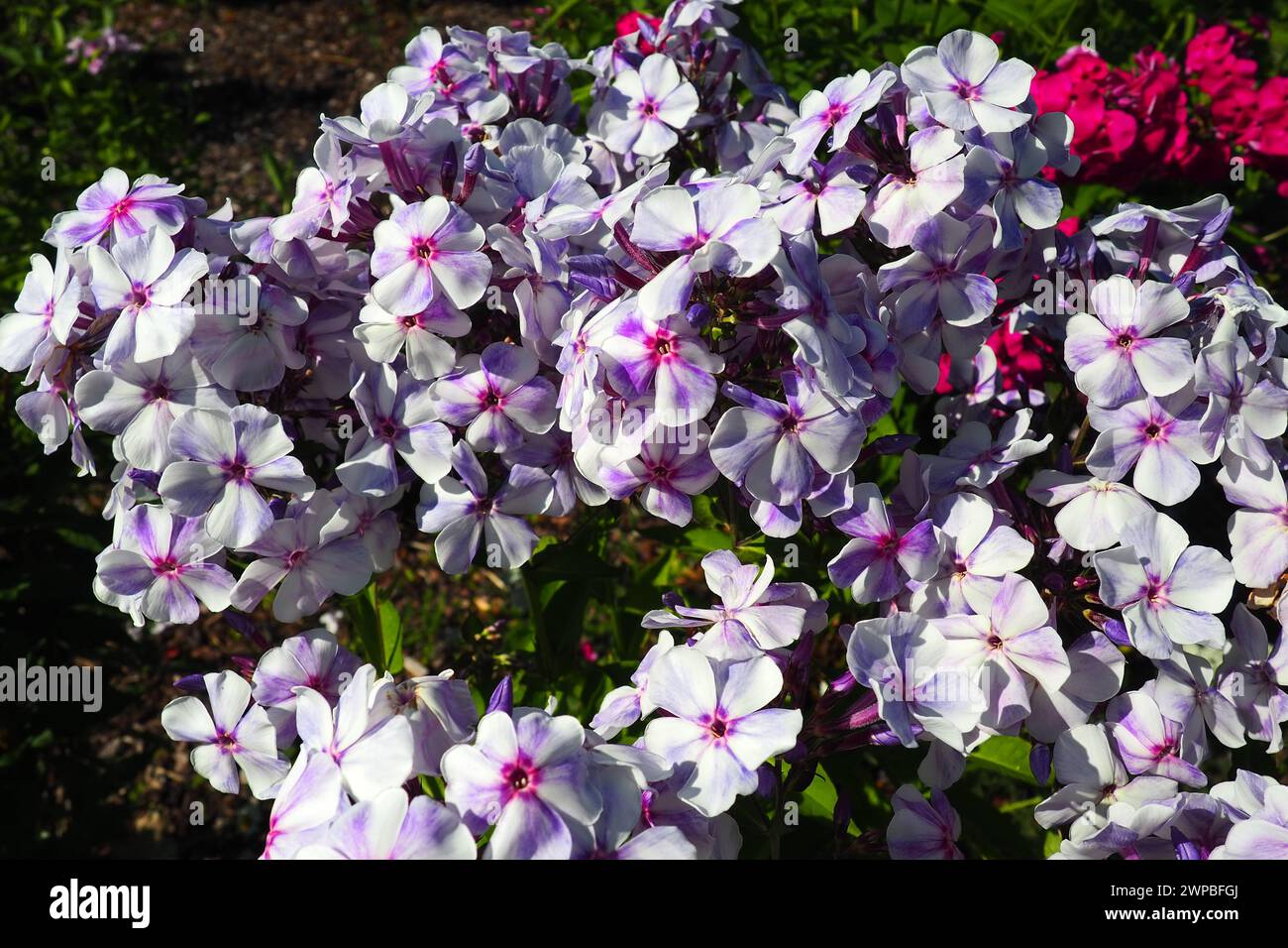 Phlox paniculata, garden phlox, perennial phlox. Phlox is a genus of 68 species of perennial and annual plants in the family Polemoniaceae. Pink Stock Photo