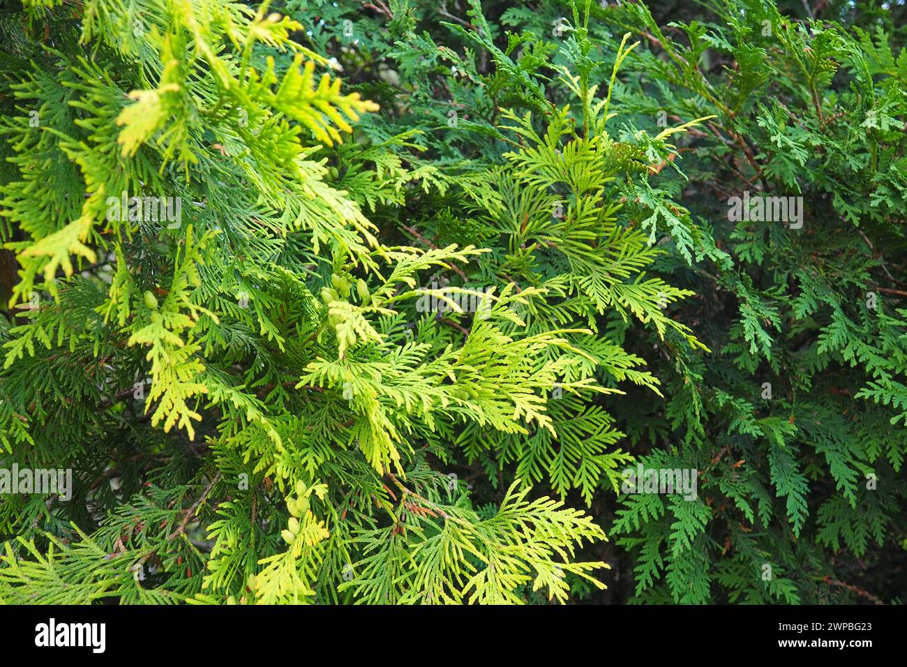 Shaping the crown of thuja. Garden and park. Floriculture and horticulture. Landscaping of urban and rural areas. Yellow-green leaves and needles of Stock Photo
