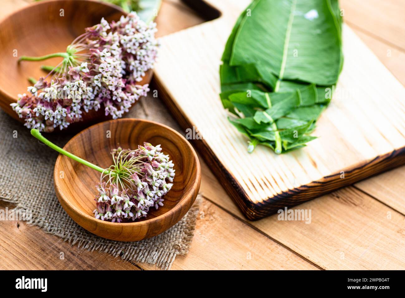 Virginia silkweed on the herbalist's table Stock Photo Alamy