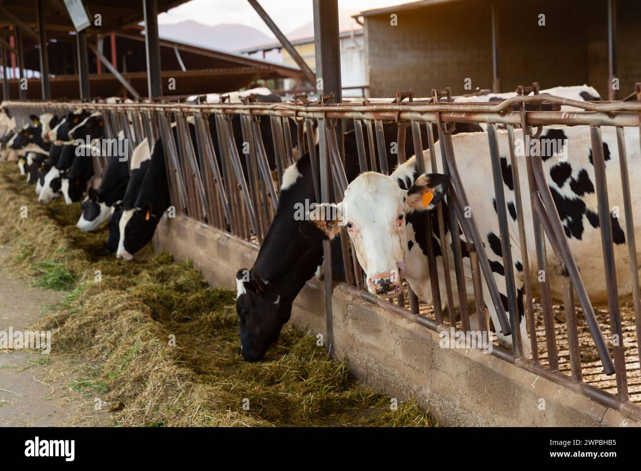 Closeup cow eating hay hi-res stock photography and images - Alamy