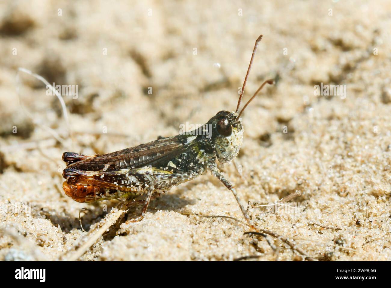 mottled grasshopper (Myrmeleotettix maculatus, Gomphocerus maculatus), male sits in the sand, Germany Stock Photo