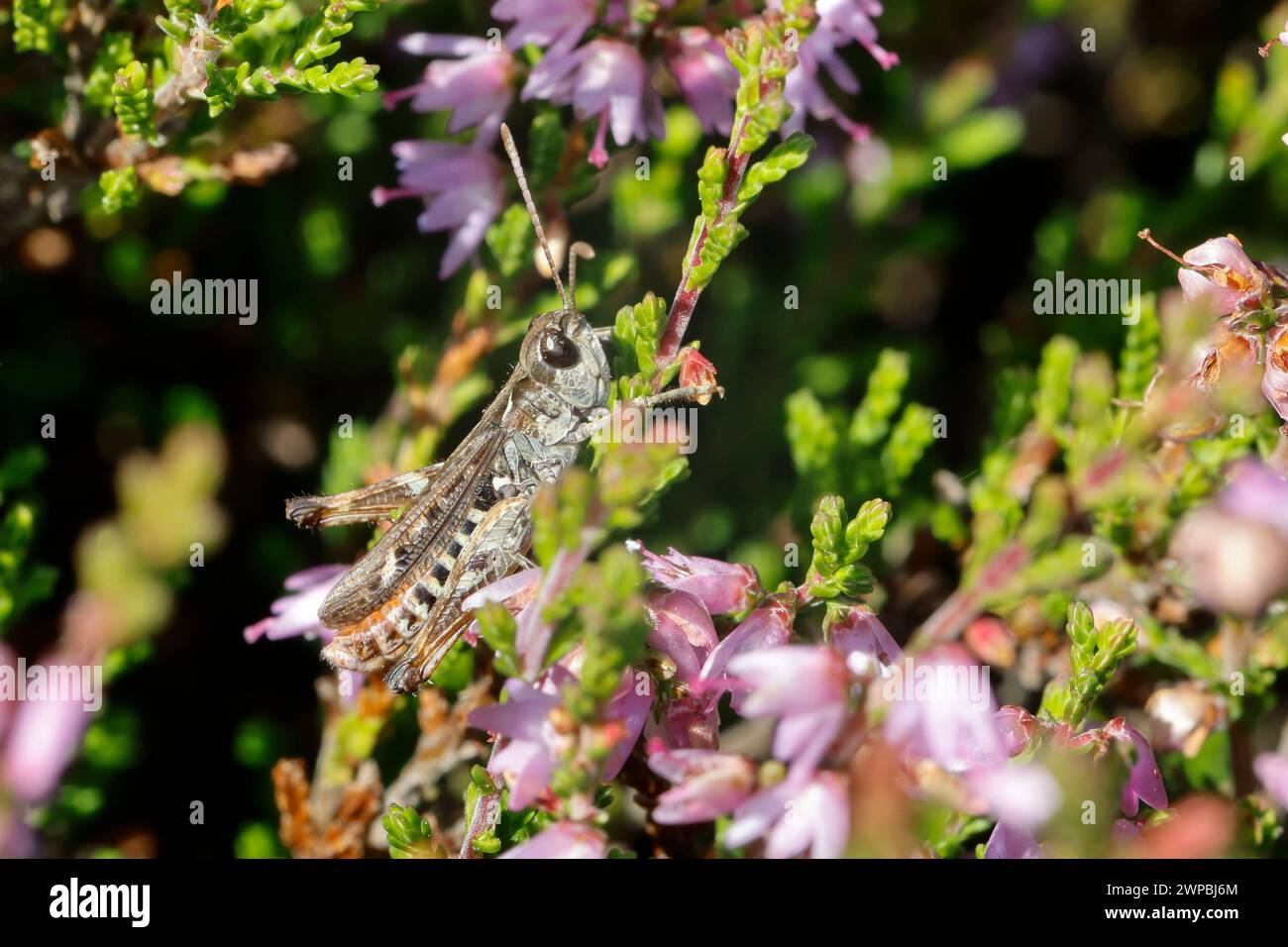 mottled grasshopper (Myrmeleotettix maculatus, Gomphocerus maculatus), male sits on heather, Germany Stock Photo