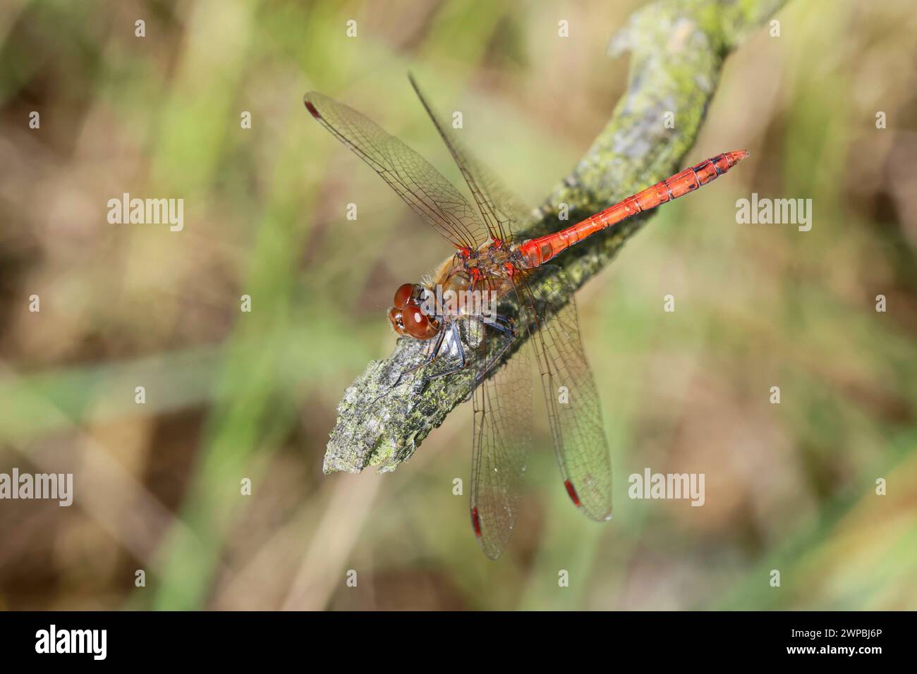 common sympetrum, common darter (Sympetrum striolatum), male perching on a dead branch, Germany Stock Photo