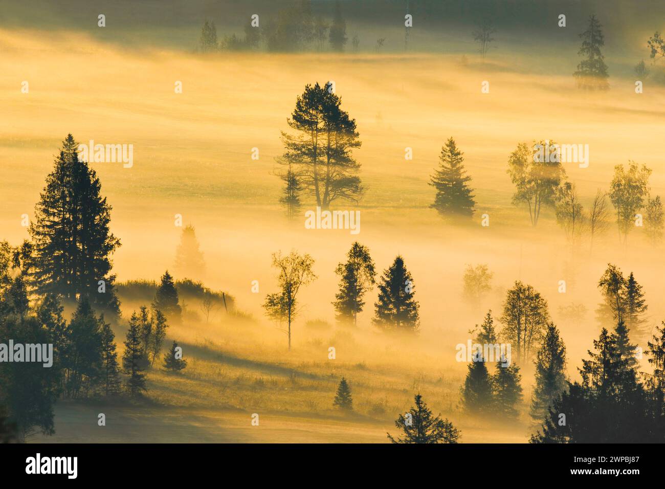 Wafts of mist and forest at the Rothenthurm high moor, Switzerland, Schwyz Stock Photo