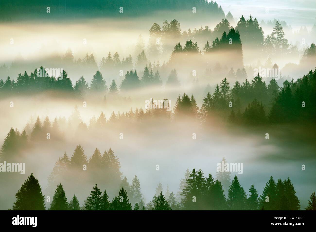 Norway spruce (Picea abies), Fog and forest in Oberaegeri, Switzerland, Kanton Zug, Oberaegeri Stock Photo