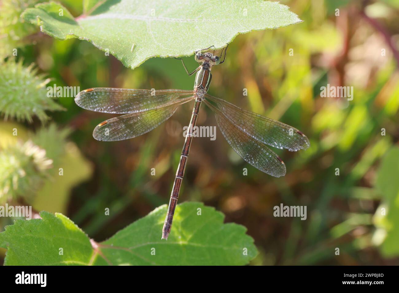 Migrant spreadwing, Southern emerald damselfly (Lestes barbarus), female at a leaf, dorsal view, Germany Stock Photo