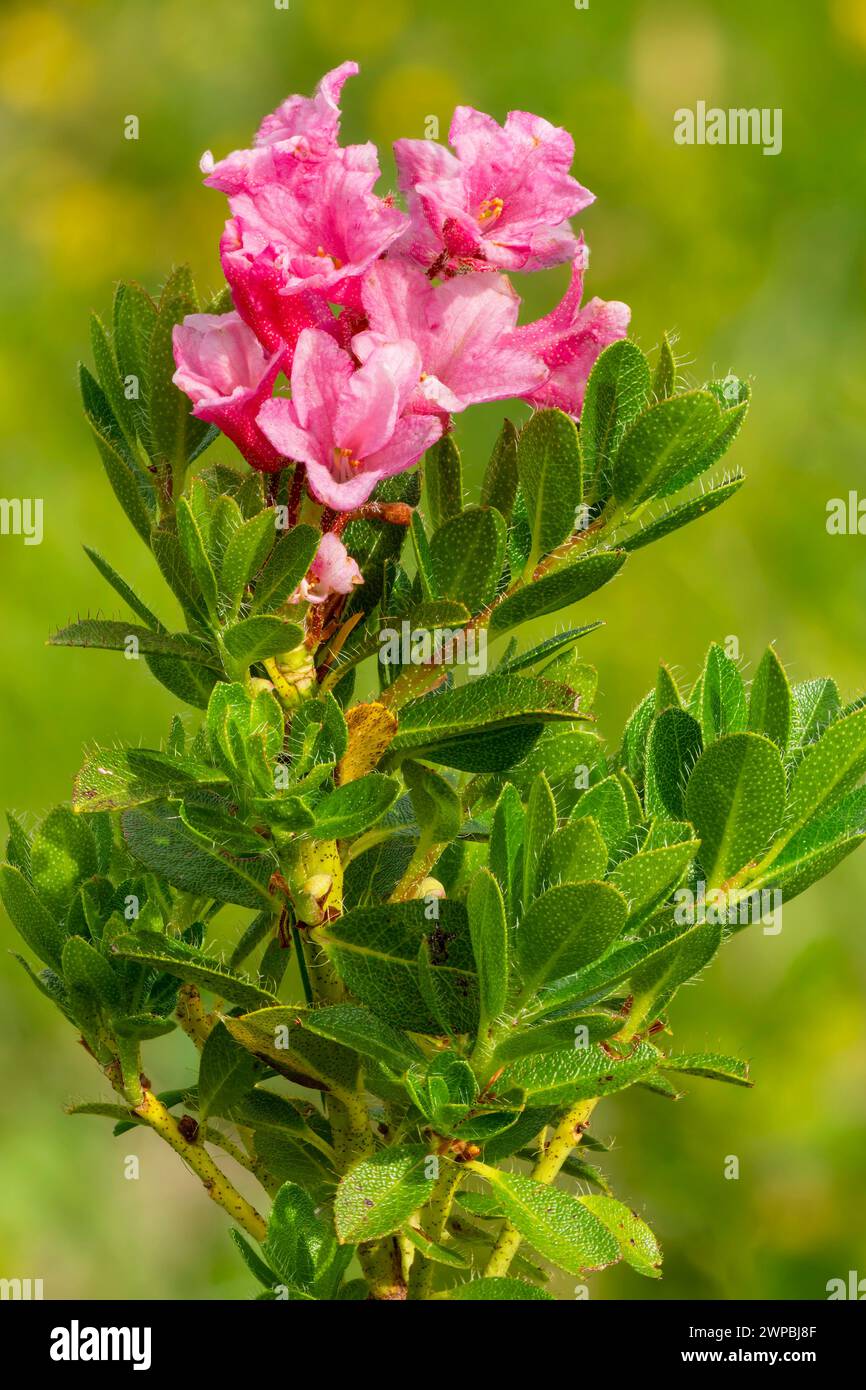 hairy alpine rose (Rhododendron hirsutum), blooming, Austria, Tyrol ...