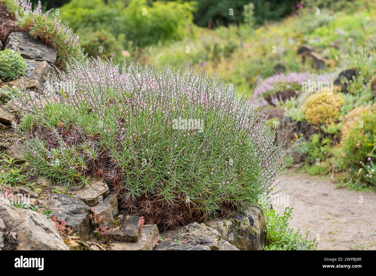 Stechpolster (Acantholimon acerosum), blooming, Europe, Bundesrepublik Deutschland Stock Photo