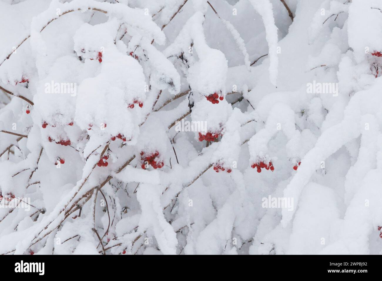 guelder-rose viburnum (Viburnum opulus), red berries on the bush, covered by snow, Germany, Bavaria Stock Photo