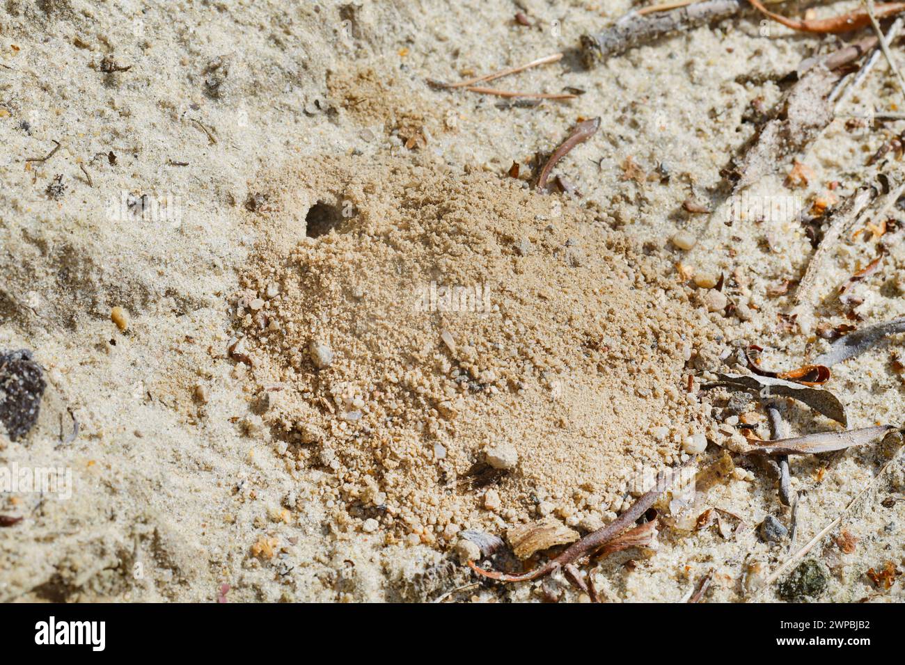 Bee-killer wasp, Bee-killer (Philanthus triangulum, Philanthus apivorus ...