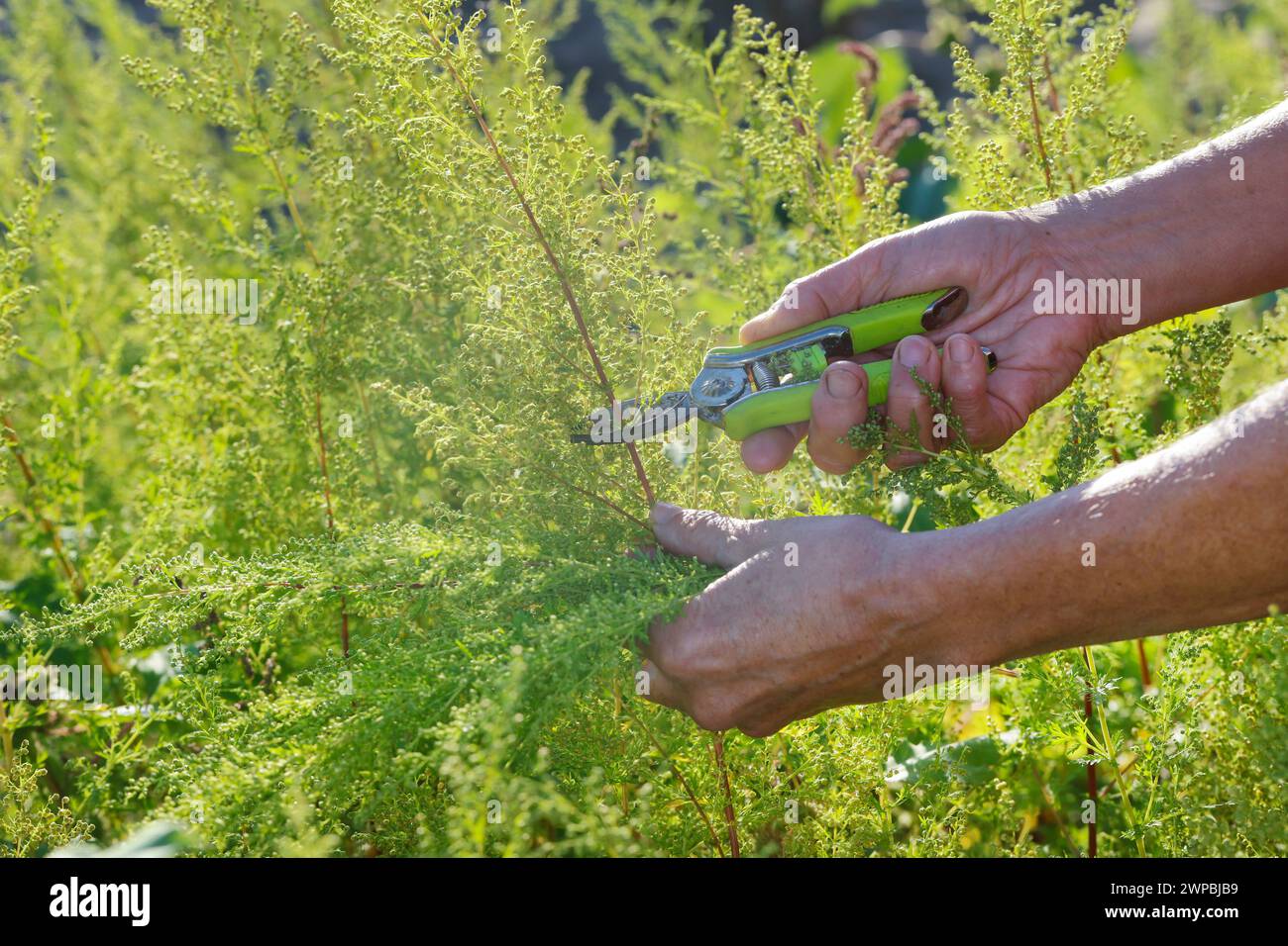 sweet wormwood, sweet annie, sweet sagewort, annual mugwort, annual wormwood (Artemisia annua, Artemisia chamomilla), is harvested, Germany Stock Photo