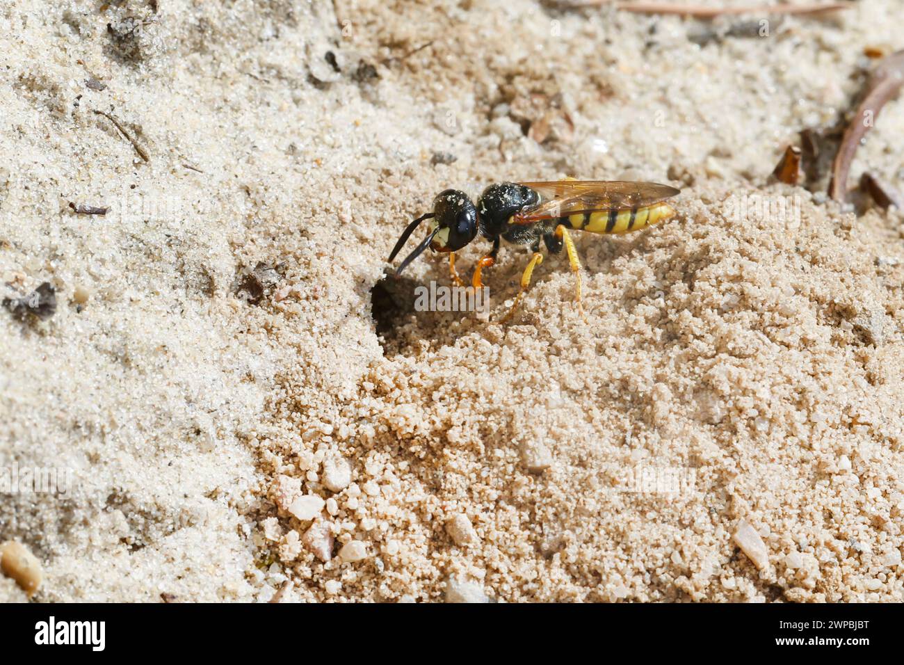 Bee-killer wasp, Bee-killer (Philanthus triangulum, Philanthus apivorus), at the nest-entrance, side view, Germany Stock Photo