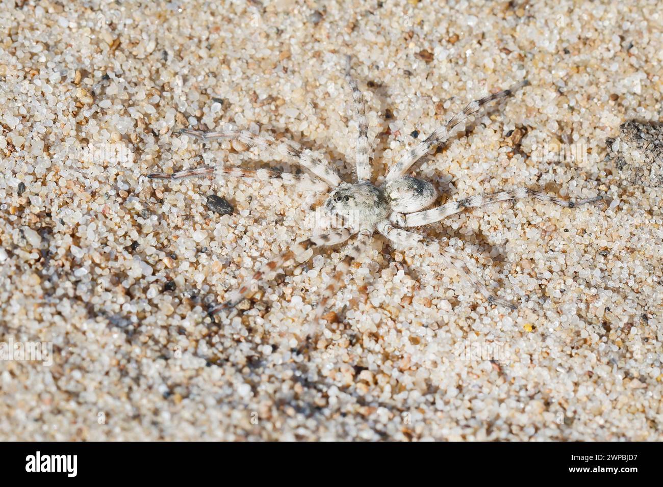 wolf spider, ground spider (Arctosa cinerea), top view, Germany Stock Photo