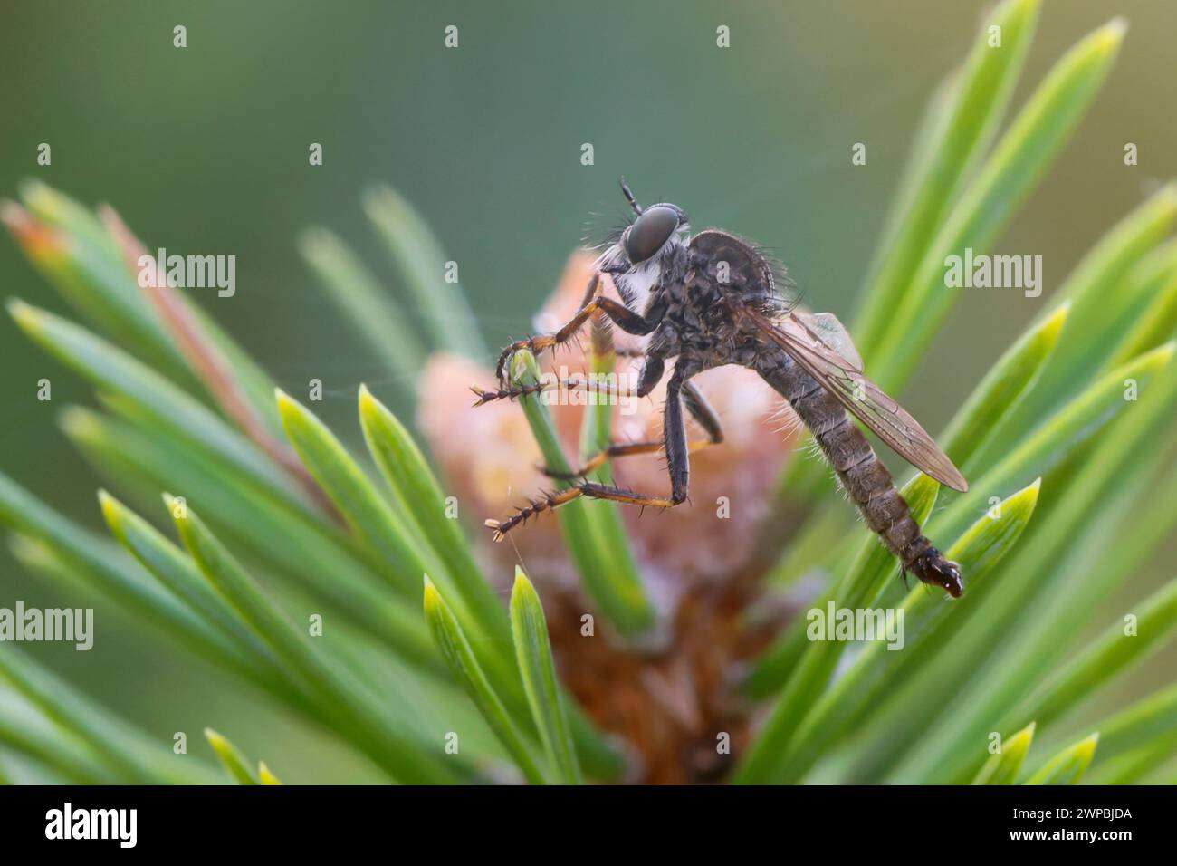 Common Robber Fly (Tolmerus atricapillus, Machimus atricapillus), Male sits on pine needles, Germany Stock Photo