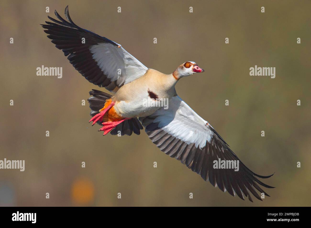 Egyptian goose (Alopochen aegyptiacus), in flight, Germany, North Rhine-Westphalia Stock Photo