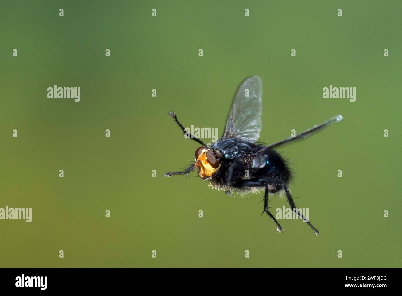 Fly of the dead, Bluebottle Blow Fly (Cynomya mortuorum, Cynomya hirta), male in flight, high speed photography, Germany Stock Photo